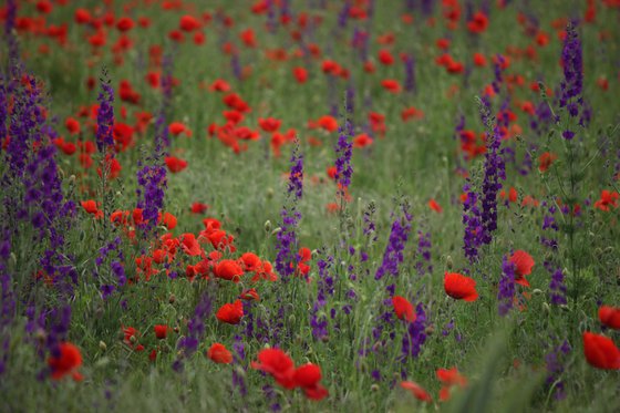 In the field