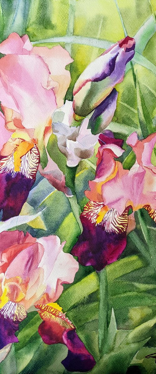 Magenta irises by Yuryy Pashkov