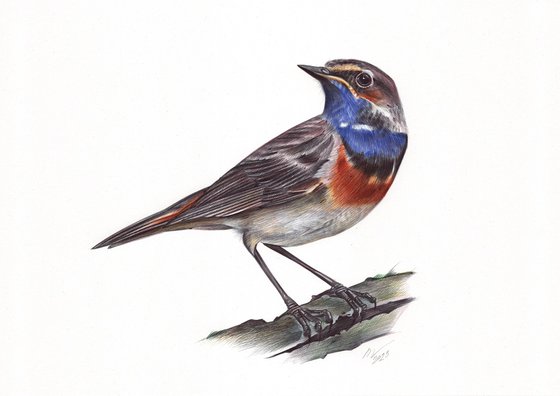 Bluethroat