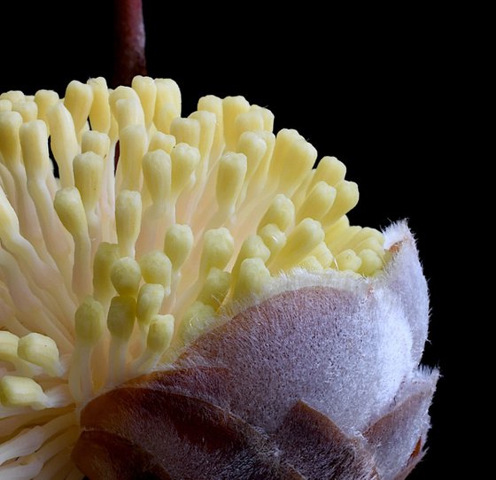 Hakea Blossoming