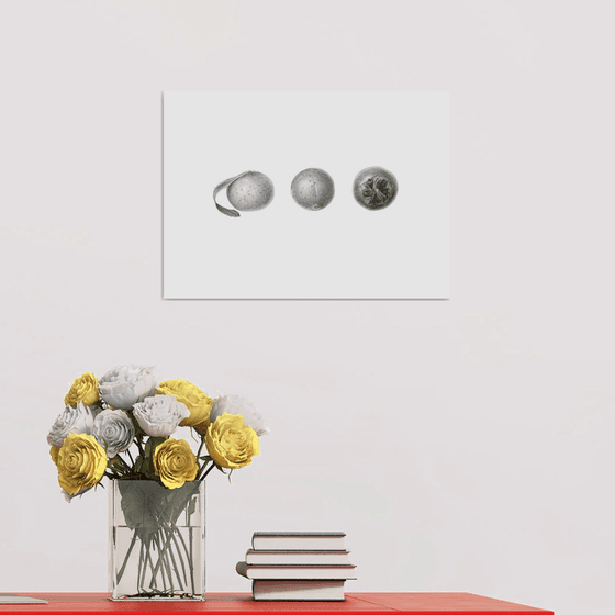 Medlar Fruit Drawing