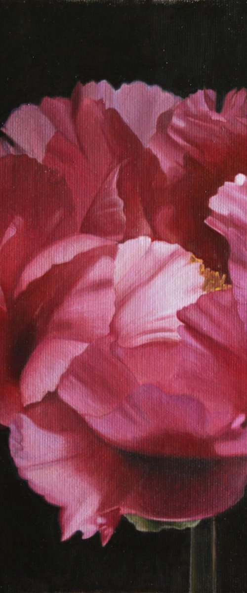 pink flower by Darya Klunnikova