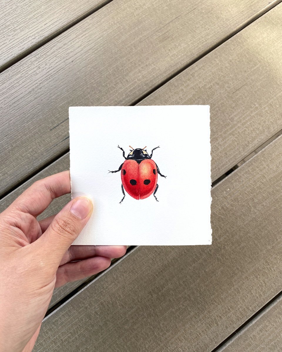 Ladybug. Beetle. Original work by Tina Shyfruk