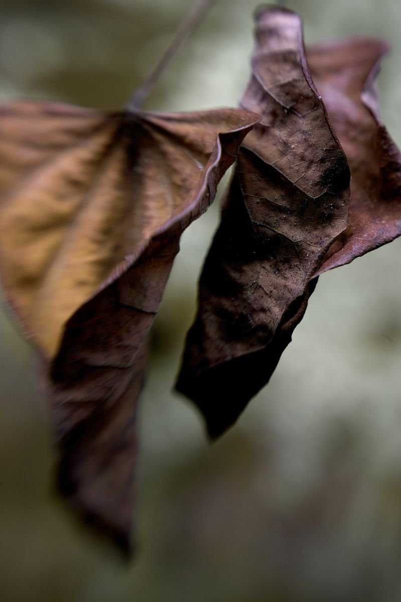 Leaf #9 by Peter Iverson