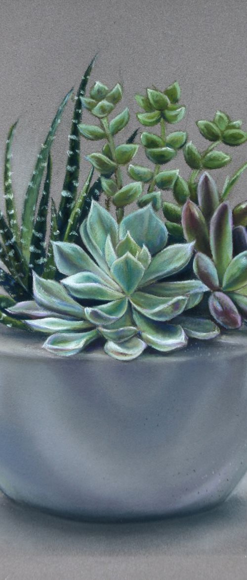 Succulents by Tatjana Bril