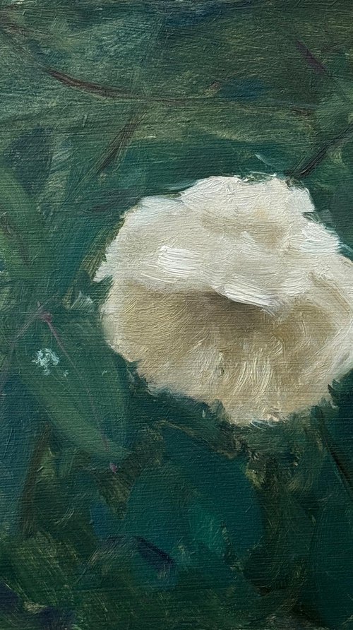 Muted Rose by Alex James Long