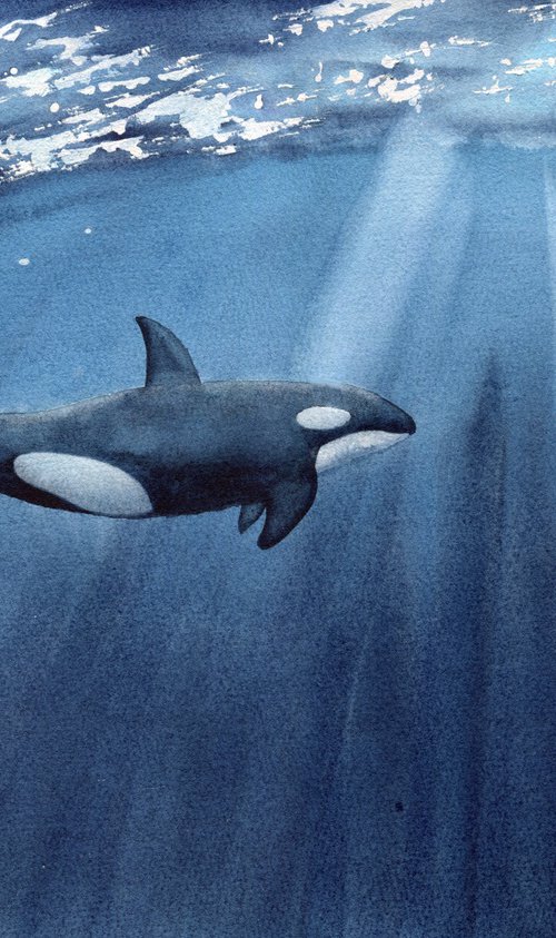 The killer whale swims under water. Original artwork. by Evgeniya Mokeeva