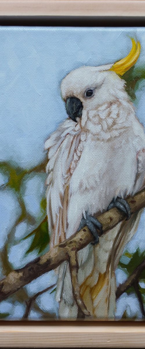The gaze by Eva Chen