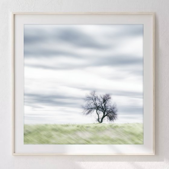 Lone Tree in the Tuscan Countryside