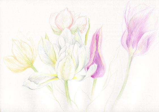 Colored pencils assorted tulips