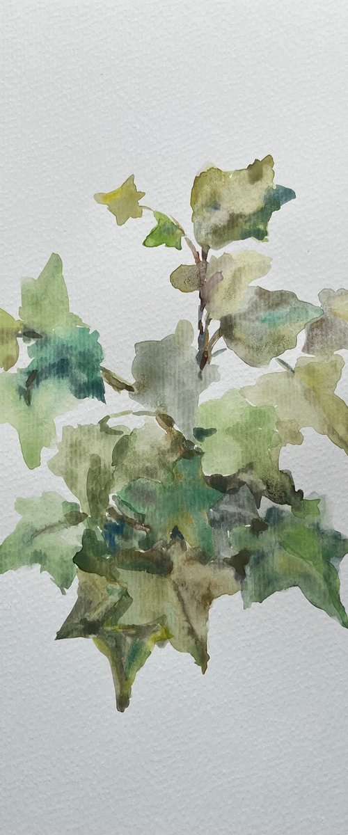 Garden ivy. Original watercolour painting. 2020 by Elena Klyan