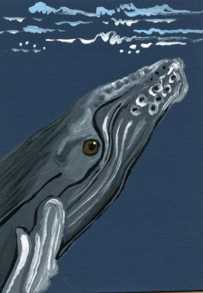 Humpback Whale by Carla Smale