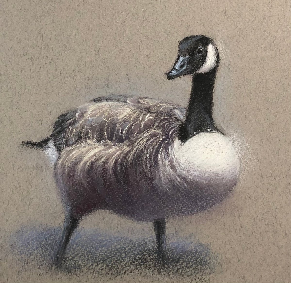 Canada goose by Natalie Ayas