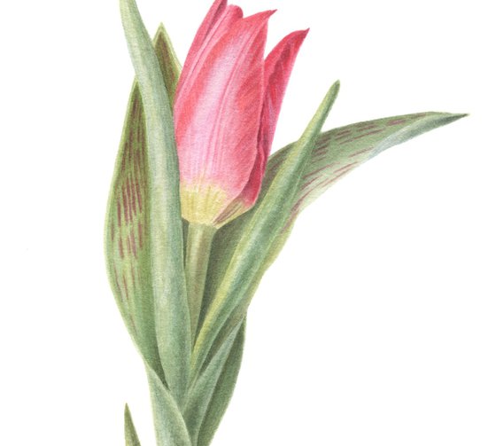 Dwarf Tulip