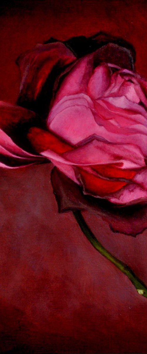 Burgundy Rose by Daniela Roughsedge