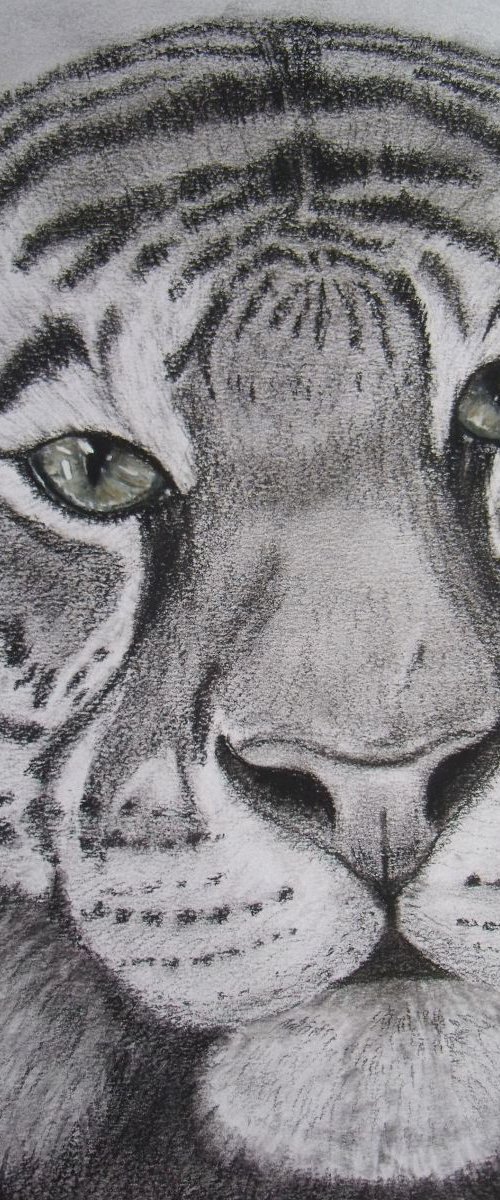 Tiger close up by Ruth Searle