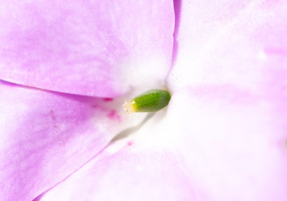 Flower Details