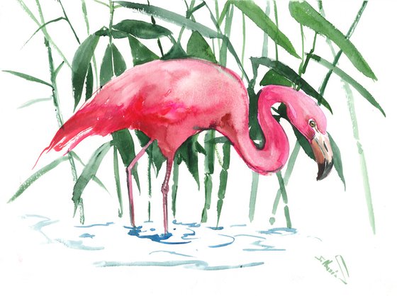 Flamingo