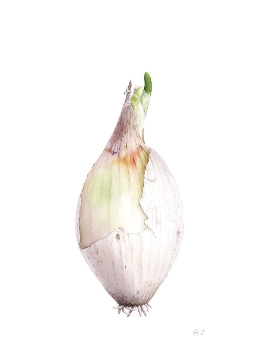 White Onion by Yuliia Moiseieva