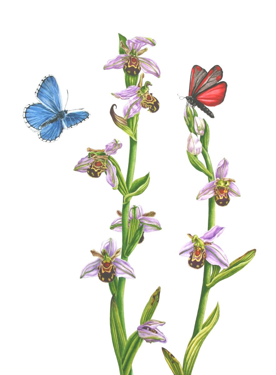 Photorealistic Botanical Watercolour By Zoe Elizabeth Norman, 11 X 16", Bee Orchid, Original Artwork