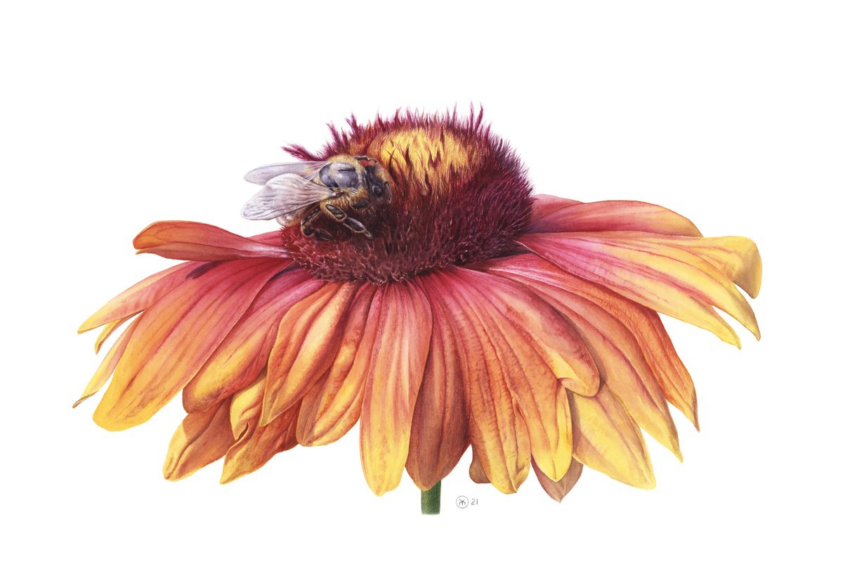 Photorealistic Botanical Watercolour By Yuliia Moiseieva, 22 X 15", Gaillardia And Bee, Original Artwork