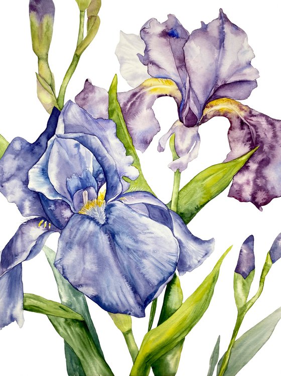 Iris Flowers