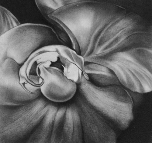 Flower by Cristina Cañamero
