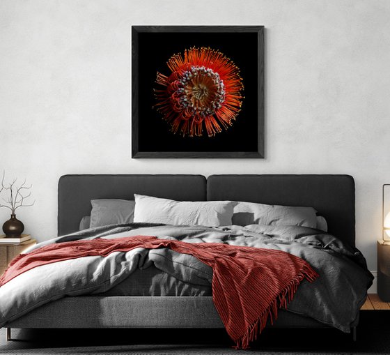 Scarlet Banksia Flower