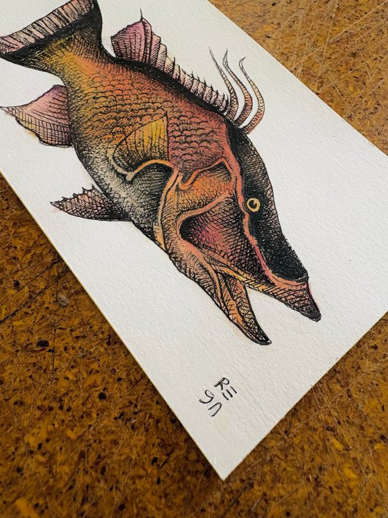 Hogfish