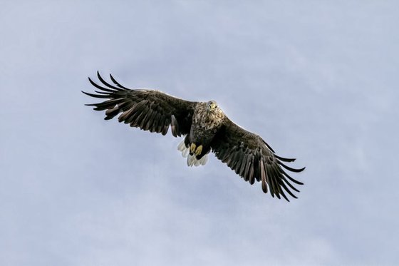 Birds - White Tailed Eagle soaring, Isle of Mull, Scotland