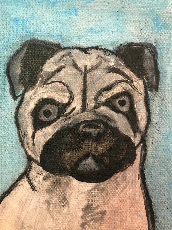 Portrait of a pug puppy