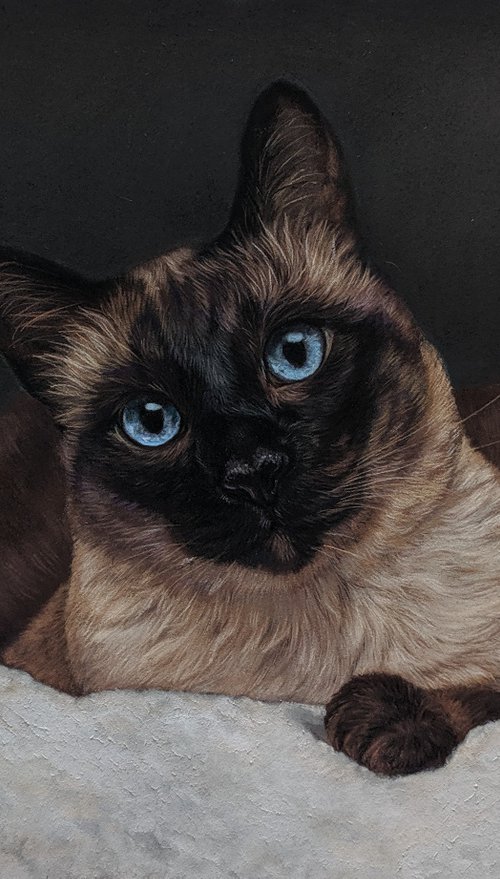Cat portrait by Tatjana Bril