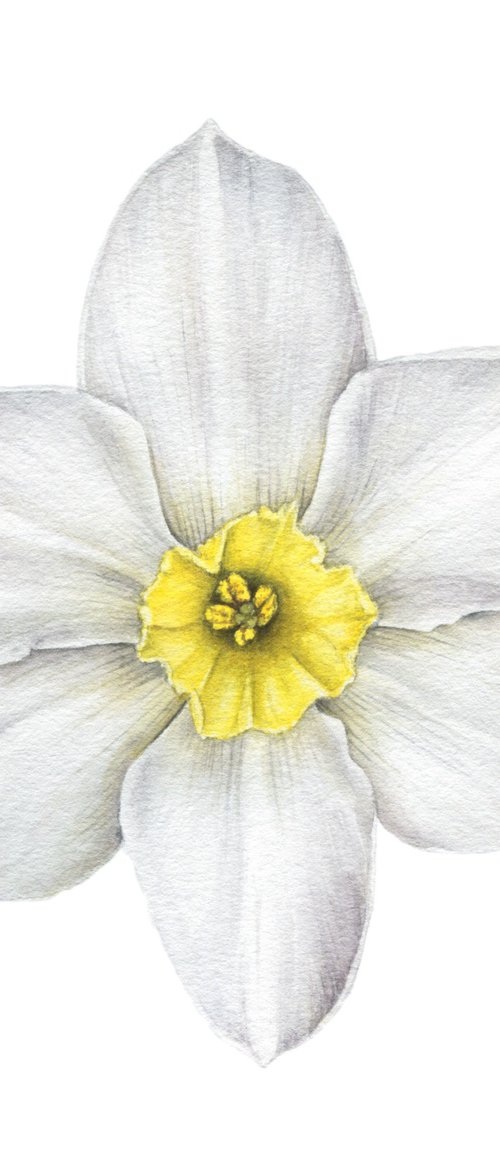 White flower Narcissus biflorus Watercolor by Alona Hrinchuk
