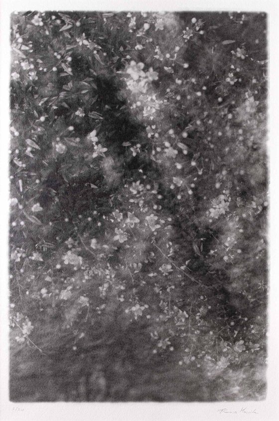 Folium 9 | Handmade Print