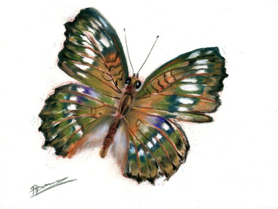 Butterfly (pastel)