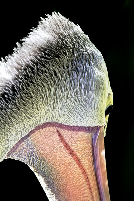 Birds - Australian Pelican portrait