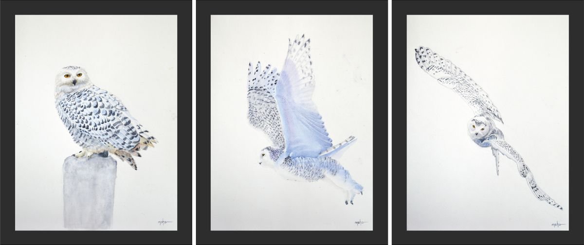 Snowy owl (set of three) by Neha Soni