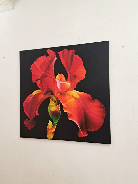 Portrait of Iris. Scarlet