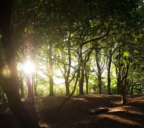 Hampstead Heath by Tom Hanslien