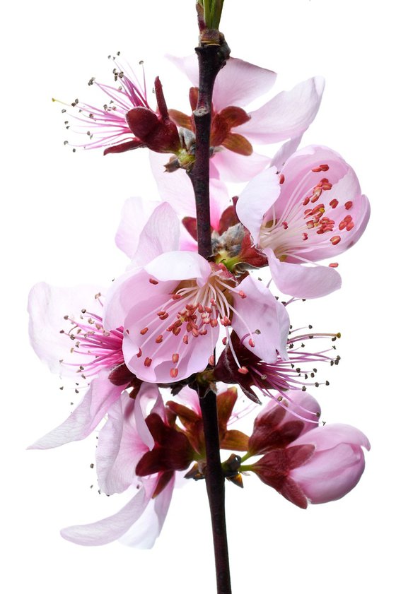 Cherry Blossoms