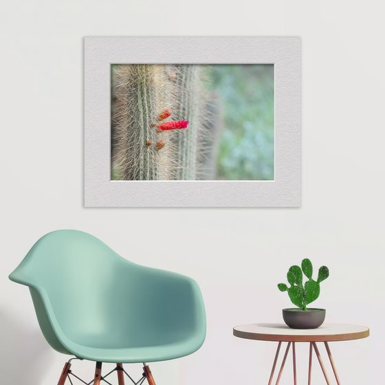 Cactus in the garden