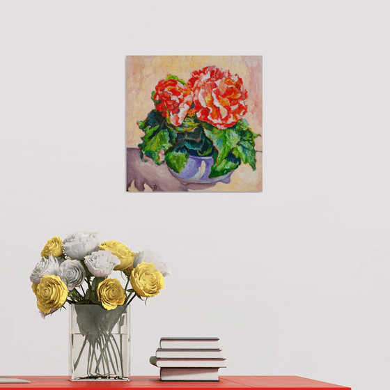 Begonia