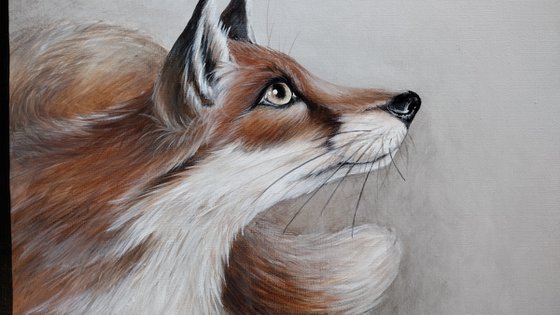 Red Fox