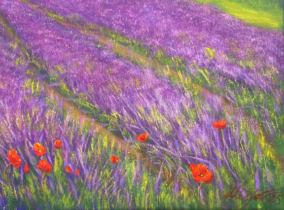 Lavender Provence
