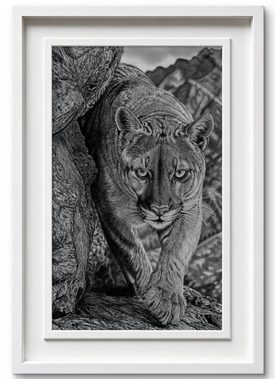 Cougar / Mountain Lion