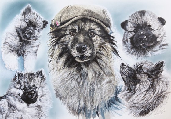 Dutch Barge dog,Keeshond