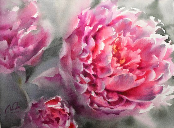 Pink peony