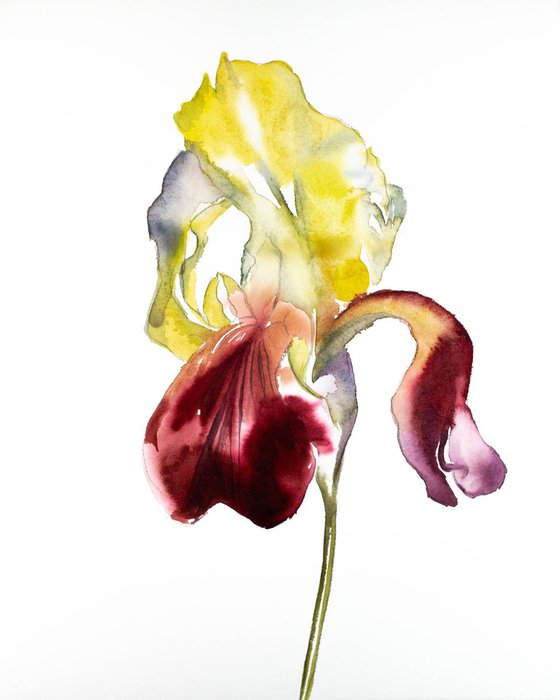 Iris No. 75