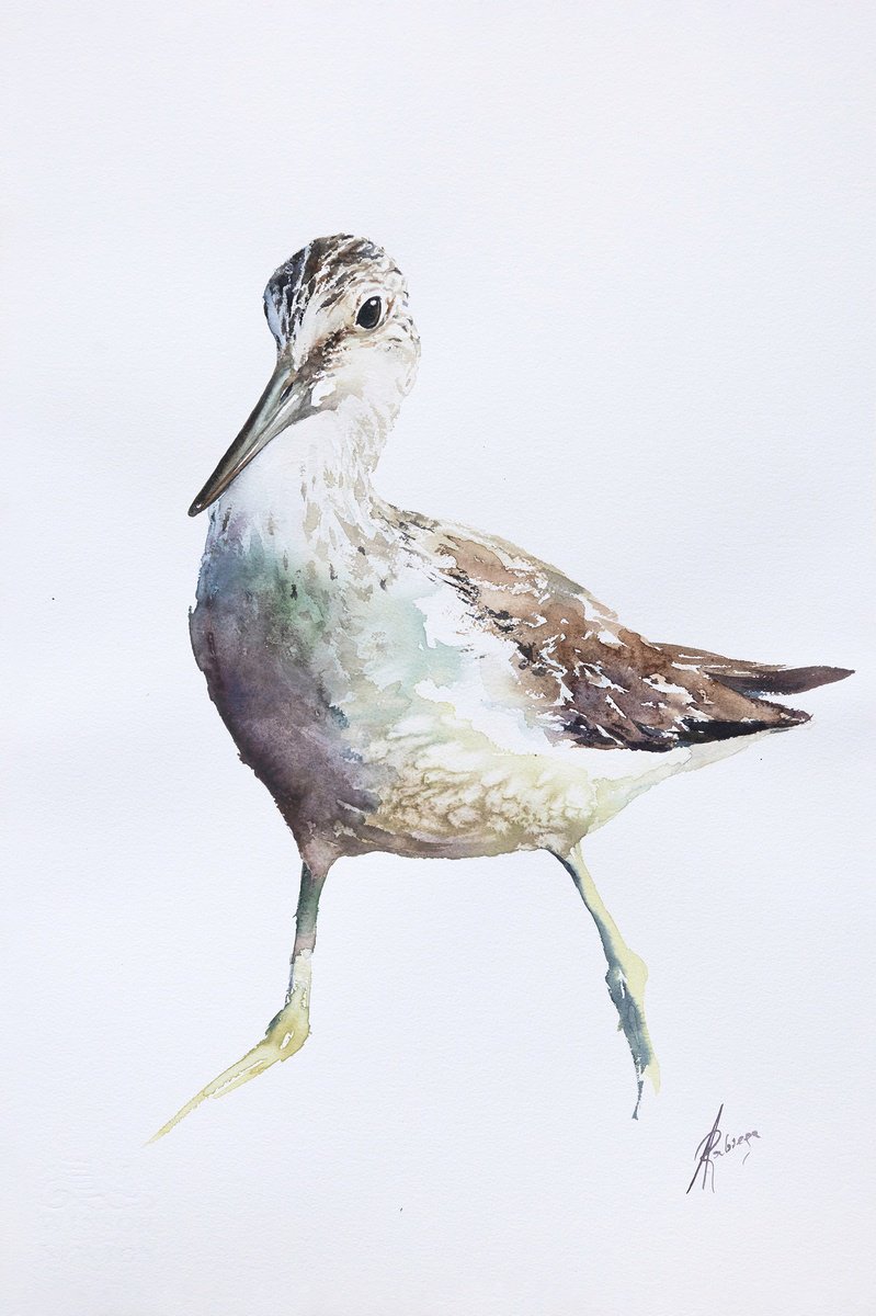 Animal Watercolour By Andrzej Rabiega, 14 X 22, Common Greenshank, Original Artwork