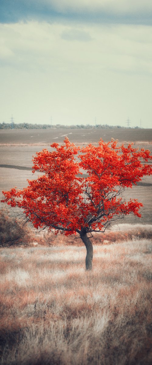 Heart tree by Vlad Durniev